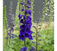 50 Graines DELPHINIUM - Pied D'alouette - Delphinium Elatum - Fleur Bleu Violet - Jardin - 263