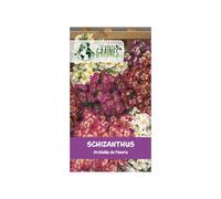50 Graines Fleur- Papillon ou Orchidée du Pauvre - Schizanthus Wisetonensis Angel Wings Mixed Variété Ornementale Compacte - Fleurs Exotiques Bicolores - Facile à Cultiver