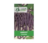 50 graines Haricot violet nain - bean french purple queen -
