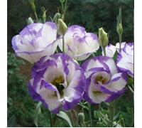 50 pcs fleurs de Lisianthus graines de Lisianthus dcoration de plantes la maison plantes de balcon de jardin GRAINE