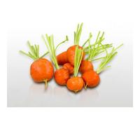 500 Graines À Semer - Le Grenier D'abondance - Carotte Marché De Paris - Daucus Carota