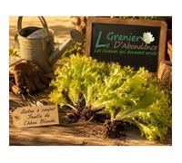 500 graines à semer - Le Grenier d'Abondance - LAITUE A COUPER Feuille de Chêne Blonde - Lactuca sativa