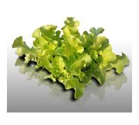 500 Graines À Semer - Le Grenier D'abondance - Laitue A Couper Feuille De Chêne Blonde - Lactuca Sativa