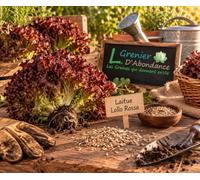 500 graines à semer - Le Grenier d'Abondance - LAITUE A COUPER Lollo Rossa - Lactuca sativa