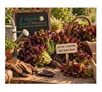 500 graines à semer - Le Grenier d'Abondance - LAITUE A COUPER Red Salad Bowl - Lactuca sativa