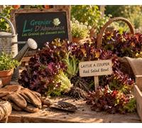 500 graines à semer - Le Grenier d'Abondance - LAITUE A COUPER Red Salad Bowl - Lactuca sativa