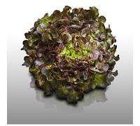 500 Graines À Semer - Le Grenier D'abondance - Laitue A Couper Red Salad Bowl - Lactuca Sativa