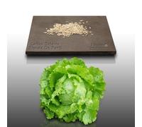 500 Graines À Semer - Le Grenier D'abondance - Laitue Batavia Blonde De Paris - Lactuca Sativa