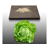 500 graines à semer - Le Grenier d'Abondance - LAITUE BATAVIA Blonde de Paris - Lactuca sativa