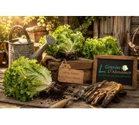500 Graines à semer - Le Grenier d'Abondance - LAITUE BATAVIA - De Pierre Bénite