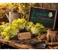 500 Graines à semer - Le Grenier d'Abondance - LAITUE BATAVIA - Dorée de Printemps
