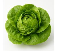 500 graines à semer - Le Grenier d'Abondance - LAITUE Merveille d'hiver - Lactuca sativa