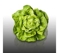 500 Graines À Semer - Le Grenier D'abondance - Laitue Pommée Appia - Lactuca Sativa