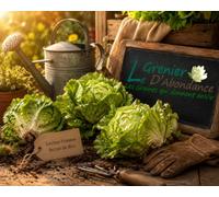 500 Graines à semer - Le Grenier d'Abondance - LAITUE POMMEE de Printemps et d'été - Reine de mai de pleine terre