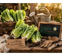 500 Graines à semer - Le Grenier d'Abondance - LAITUE ROMAINE - Romaine verte maraîchère