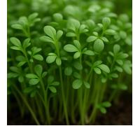 500 graines Aromatique à semer - Le Grenier d'Abondance - CRESSON de Jardin - Lepidium sativum