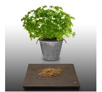 500 graines Aromatiques à semer - Le Grenier d'Abondance - PERSIL FRISE - Petroselinum crispum