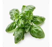 500 Graines de Basilic