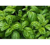 500 Graines de Basilic - plante aromatique - légumes jardin - semences paysannes reproductibles - SemiSauvage
