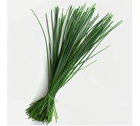 500 Graines de Ciboulette - SemiSauvage Permaculture