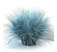 500 Graines de Fétuque Bleue (Festuca glauca) - SemiSauvage Permaculture