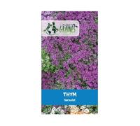 500 Graines de fleurs rampantes thym rampant serpolet - vivace Couvre - sol fleur massif bordure