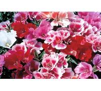 500 Graines de GODETIA a double fleur varié (+/-) 500 graines soit 0,25 grammes - 217