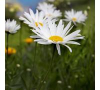 500 Graines De Grande Marguerite