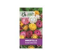 500 graines de immortelle bractées double variées - Helichrysum bracteatum - fleur