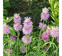 500 Graines de Monarda citriodora - Monarde citronée citronnée - Bergamote citronnée - Aromatique et ornementale - Fleur Jardin - 367