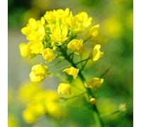500 Graines de Moutarde Blanche - plantes aromatique potager - semences paysannes reproductibles - SemiSauvage
