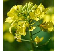500 Graines de Moutarde Noire - plantes aromatique potager - semences paysannes