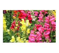 500 Graines de Muflier - Gueule de loup fleurs plante jardin méthode BIO