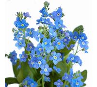 500 Graines de Myosotis Royal Bleu
