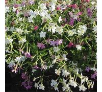 500 Graines de Nicotiana x Sanderae Sensation - Tabac d’Ornement - Mix de Couleurs - Fleur Jardin - 268