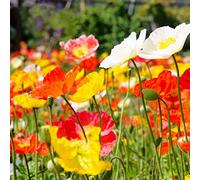 500 Graines de Pavot d'Islande- fleurs - semences paysannes reproductibles - SemiSauvage
