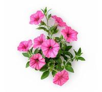 500 Graines de Pétunia Nain Rose