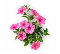 500 Graines de Pétunia Nain Rose - SemiSauvage Permaculture