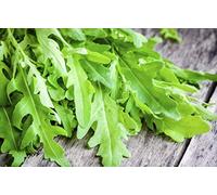 500 Graines de Roquette - plante aromatique - légumes jardin potager- semences paysannes reproductibles - SemiSauvage