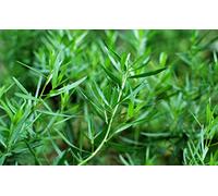 500 Graines d'Estragon - plante aromatique - herbe jardin potager - Semences Paysannes