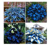 500 Graines d'hosta pour la plantation, plus de fleurs d'hosta vivaces rares, plantes non OGM, à longue floraison, idéales zones.