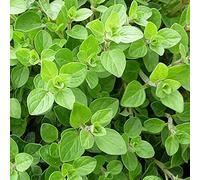 500 Graines d'Origan - plante aromatique jardin - semences paysannes reproductibles - SemiSauvage
