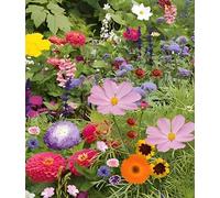 500 Graines Mélange Fleurs Gazon Jardin Japonais - 26 Espèces Mélangées - Centaurée - Lin etc... - 326