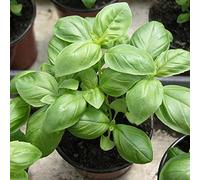500 Pcs/Sac Graines Naturelles Thérapeutiques Vert Vivace Citron Basilic Graines Pour Serre Facile À Cultiver Graines Graines de basilic au citron