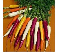 50pcs/sac multicolore Graines carotte Heirloom bio Graines Légumes Fruits ginseng carotte Graines Plante en pot pour jardin mixtes