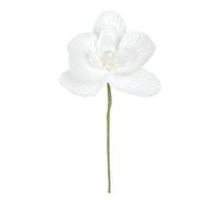 6 ORCHIDÉES - BLANC Blanc