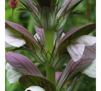 6 plants de *Acanthus* 'Hollande Du Nord' (communément appelés "Bärenklaue"), en pots de 9x9 cm