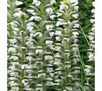 6 plants de *Acanthus mollis* - Variété 'Hollard's Gold' | Pot de 9x9 cm