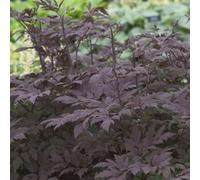 6 plants de *Actaea simplex* (variété 'Black Beauty') | Pot de 9x9 cm