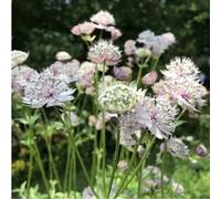 6 plants de Astrantia major 'Buckland' | Pot de 9x9 cm